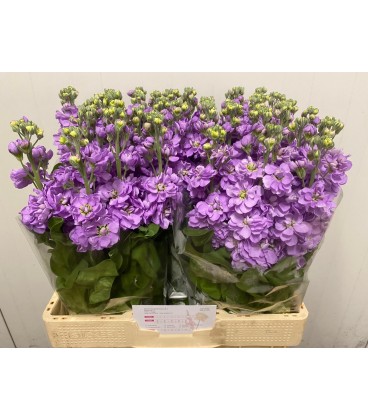 Giroflée Mathilda Lavender 65 cm