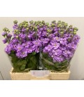 Giroflée Mathilda Lavender 65 cm