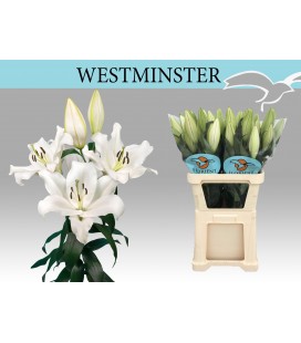 Lys ot Westminster 105 cm