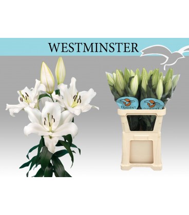 Lys ot Westminster 105 cm