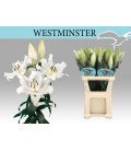 Lys ot Westminster 105 cm