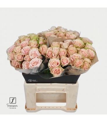 Rose Branchue Whitney 40 cm