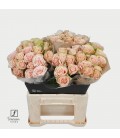 Rose Branchue Whitney 40 cm