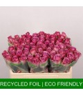 Rose Cool water 50 cm