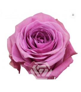 Rose equat Scandal 50 cm x 25