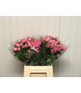 Rose Branchue super sensation 45 cm