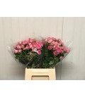 Rose Branchue super sensation 45 cm