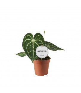 Anthurium Clarinervium Ø 12