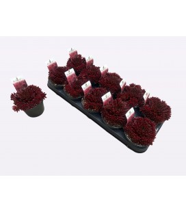 sempervivum colo red Ø 12.50