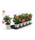 Dipladenia Diamantina Rose Ø 10.5