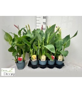 Canna mix Ø 12/14 h 50/65