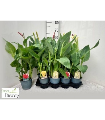 Canna mix Ø 12/14 h 50/65