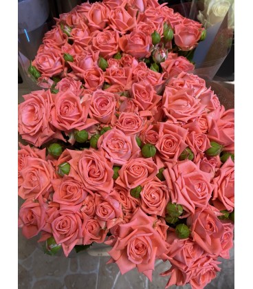 Rose Branchue Barbados 50 cm