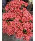 Rose Branchue Barbados 60 cm