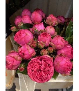 Rose Branchue Pin Piano Freil 35 cm