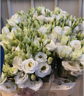 Lisianthus Rosita White FIN