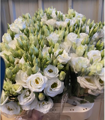 Lisianthus Rosita White FIN