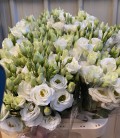 Lisianthus Rosita White FIN