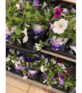 Petunia mix dans pot Ø 12