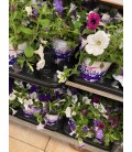 Petunia mix dans pot Ø 12