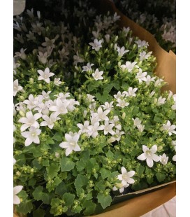 Campanule blanche Ø10.5