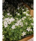 Campanule blanche Ø10.5
