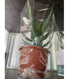 Aloé arborescens Ø 21 