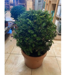 Taxus Boule Ø 30