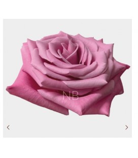 Rose Equat Babbaloo 50 cm x 25