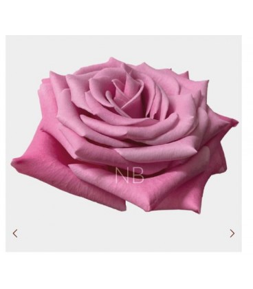 Rose Equat Babbaloo 50 cm x 25