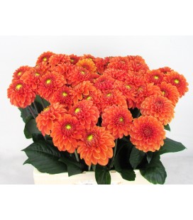 Dahlia Bright orange 60 cm