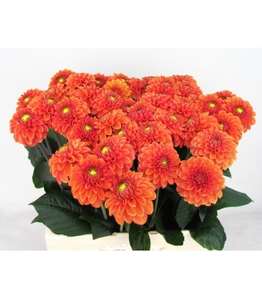 Dahlia Bright orange 60 cm