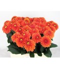 Dahlia Bright orange 60 cm