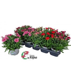 Oeillet Mélange Pot de 12
