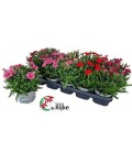 Dianthus Mélange Pot de 13