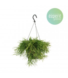 Rhipsalis easy sweet Ø 17