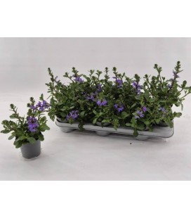 Scaevola Blanc Ø 10.5