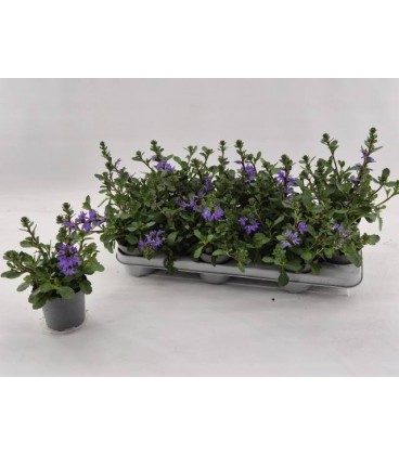 Scaevola Blanc Ø 10.5