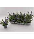 Scaevola Blanc Ø 10.5