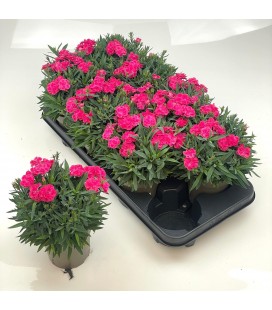 Oeillet fuchia pot de 12