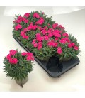 Oeillet fuchia pot de 12
