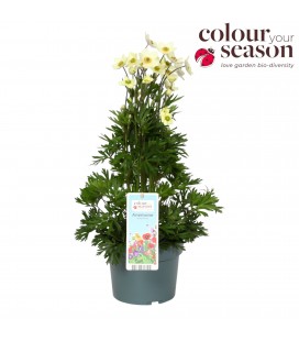 Anemone Beauty White Ø 19 h 45