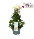 Anemone Beauty White Ø 19 h 45