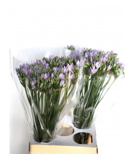 Brodea Violet Queen 70 cm