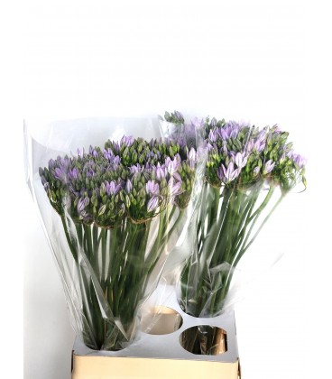 Brodea Violet Queen 70 cm