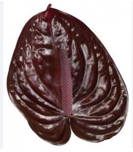 Anthurium Nero x 16