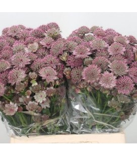 Astransia Rosita  50 Cm