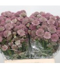 Astransia Rosita  50 Cm