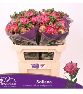 Alstromeria Fash sofiena