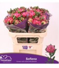 Alstromeria Fash sofiena